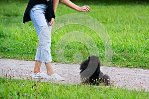 Puppy Pomeranian Spitz listens to the owner and performs functions on the command.