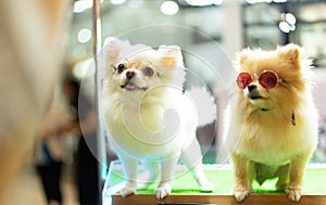 Puppy Pomeranian wear fashion glasses with bokeh background.