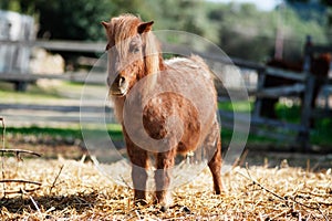 puppy of pony horse standing In the stable