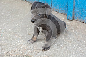 Puppy pooch gray color