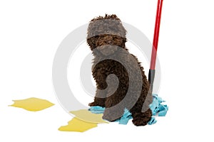 Puppy poodle dog sitting over a mop after urinate or pee at home. isolated on white background. dog mischief concept