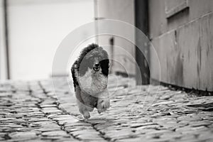 Puppy of poodle is running in old prague street