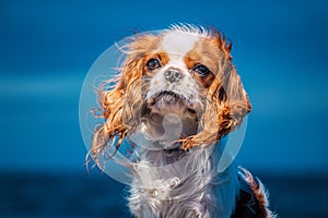 Puppy portrait at dusk