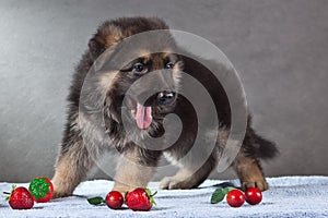 Puppy portrait of German Shepherd dog