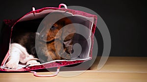 Puppy portrait gift package table hd footage