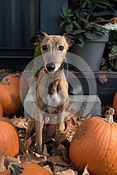 Puppy portrait between pumpkins