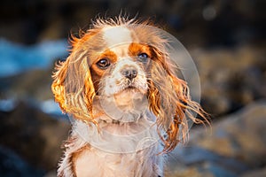 Puppy portrait at sunset