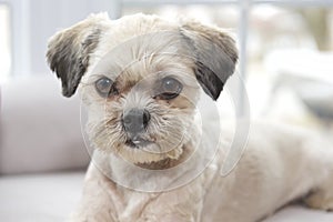 Puppy portrait by the window