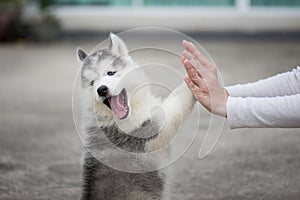 Puppy pressing his paw against a Girl hand