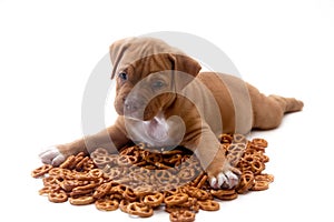 puppy and pretzels