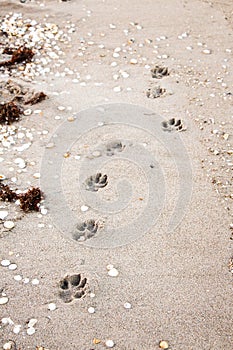 Puppy Prints in the sand