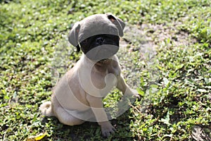 Puppy pug