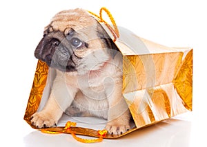 Puppy of pug in bags