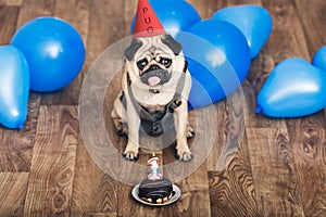 Puppy pug on birthday with a hat, blue balls and a cake.