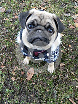 Puppy pug in cute winter outfit