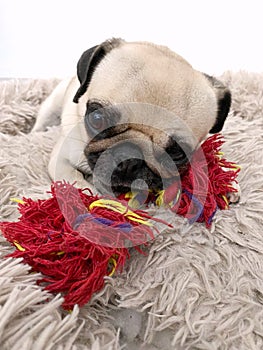 Puppy pug dog biting her toy