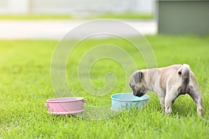 Puppy Pug eating goat milk