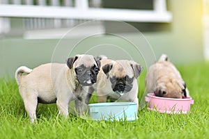 Puppy Pug eating goat milk