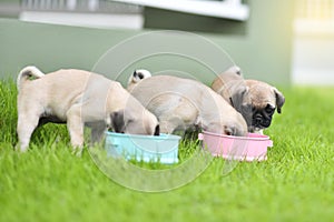 Puppy Pug eating goat milk