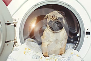 Puppy pug lies on the bed linen in the washing machine. A beautiful beige little dog is sad in the bathroom.