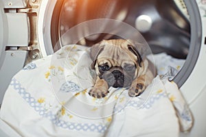 Puppy pug lies on the bed linen in the washing machine. A beautiful beige little dog is sad in the bathroom.