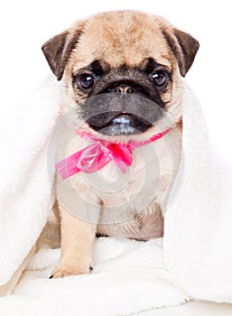 Puppy of pug in towel