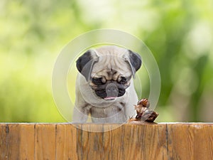 The puppy pug is watching as a large snail carries little snail on the wooden fence