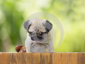 The puppy pug is watching crawling snail fence on leaves background
