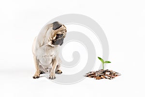 Puppy pug watching money growing