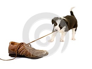 Puppy pulling shoe lace