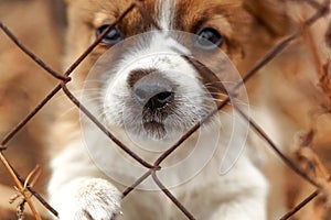 Puppy.Puppy at the shelter.Puppy locked in the cage