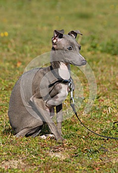 Puppy purebred italian greyhound