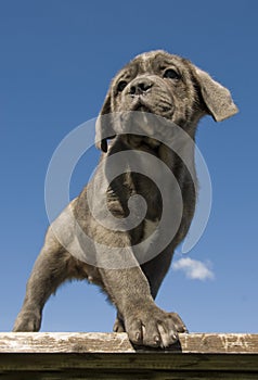 Puppy purebred italian mastiff