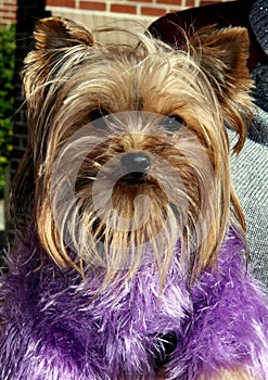 Puppy in purple