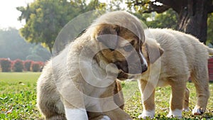 A puppy pushing another while playing in a beautiful garden. Stray dog concept