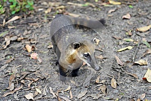 Puppy of quati also known as South American coati in Brazilian ecological park