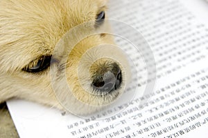 Puppy reading book img