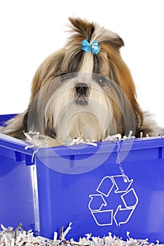 Puppy in recycle bin