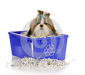 Puppy in recycle bin