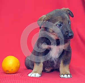 Puppy on a red background