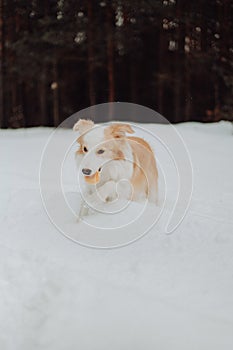 Puppy red dog border collie in the winter snow forest. playing dog