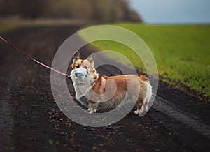 puppy red dog Corgi for a walk outside in the Park in a medical mask for safety from the flu epidemic