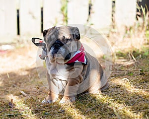Puppy of Red English British Bulldog in neckless outdoors sitting and on the garden