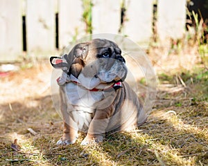 Puppy of Red English British Bulldog in neckless outdoors sitting and on the garden