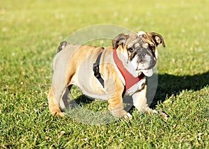 Puppy of Red English Bulldog in red harness out for a walk standing on the  grass in Summer