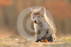 Puppy red fox Vulpes vulpes young cub canine beast forest meadows life animal in countryside beautiful fur and eyes