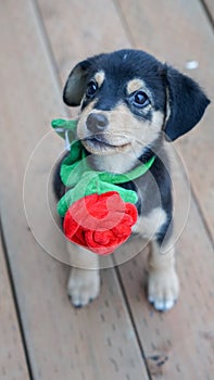 Puppy with Red Rose