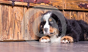 puppyon a bedspread of the Bernese mountain dog breed