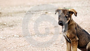 The puppy on the road. A stray dog sitting outside is looking at the camera.