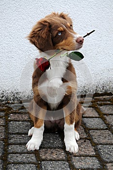 Puppy with rose